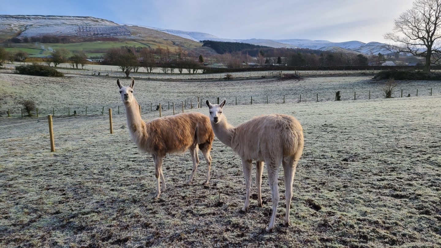 walking with llamas - Lakeland llama Treks