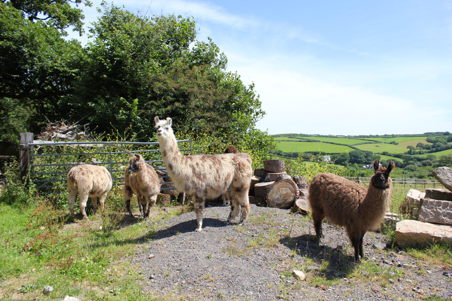 walking with llamas - Llama Land Cornwall