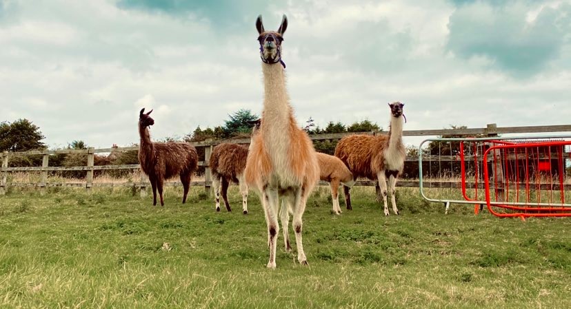 walking with llamas - Louth llama Trekking