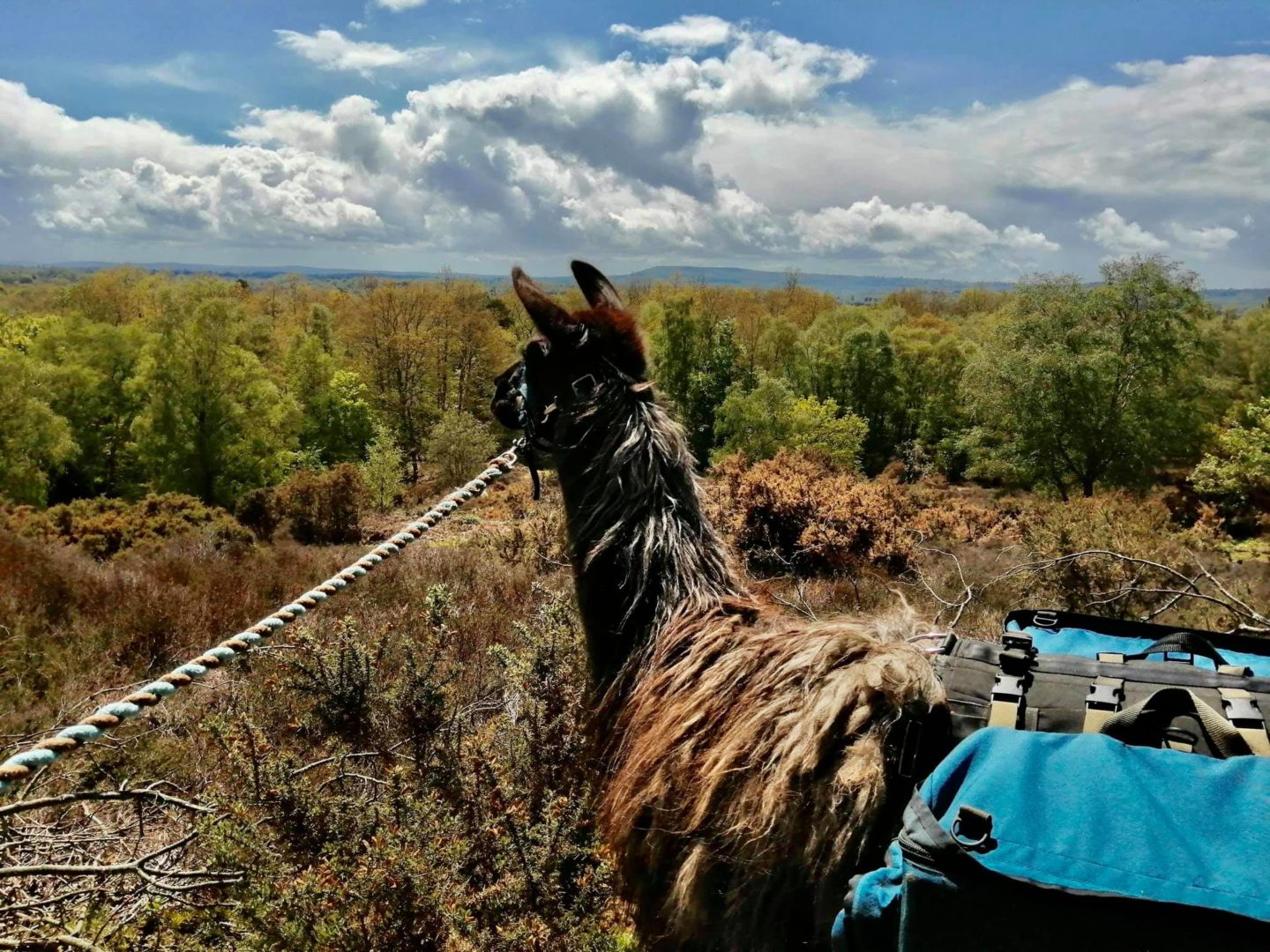 walking with llamas - The Merry Harriers