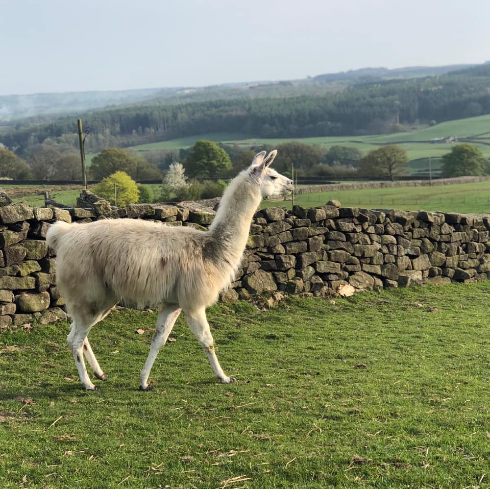 walking with llamas - Nidderdale Llamas