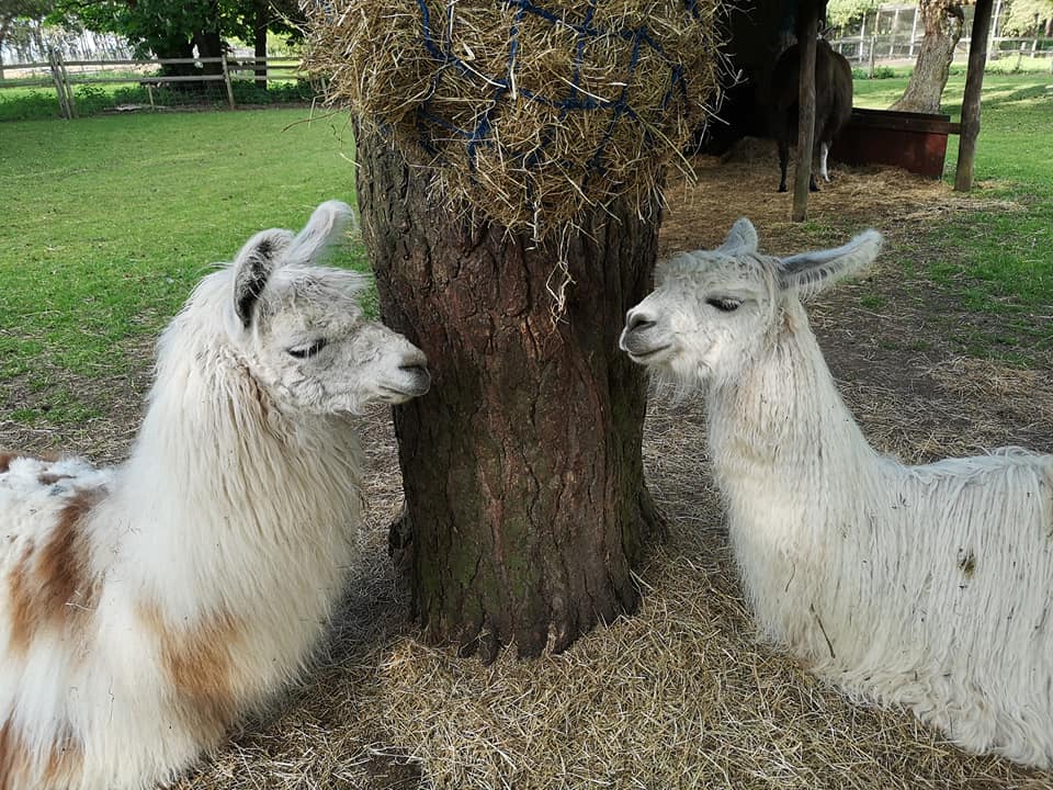 walking with llamas - Norfolk Llamas