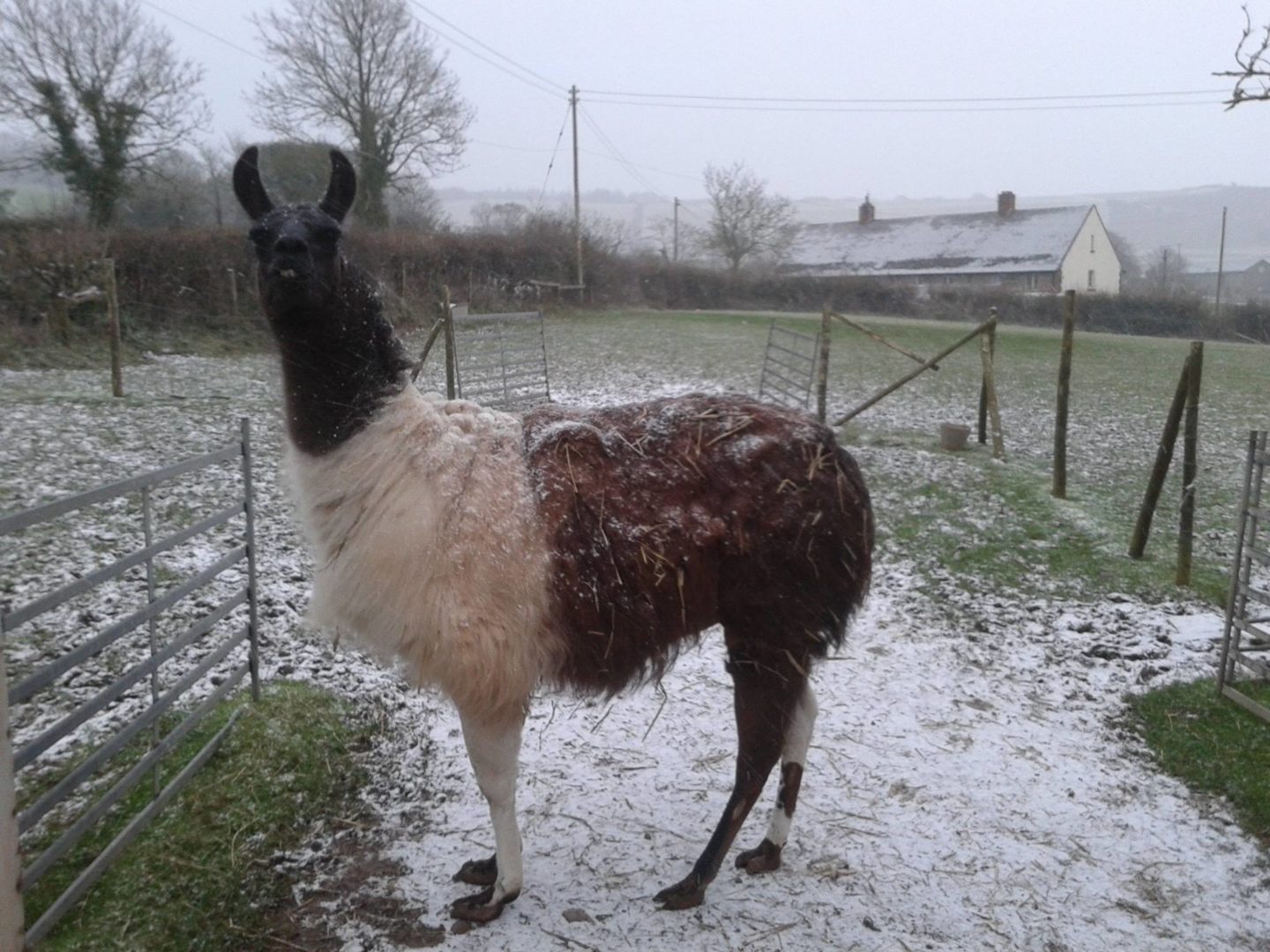 walking with llamas - Peak Hill llamas