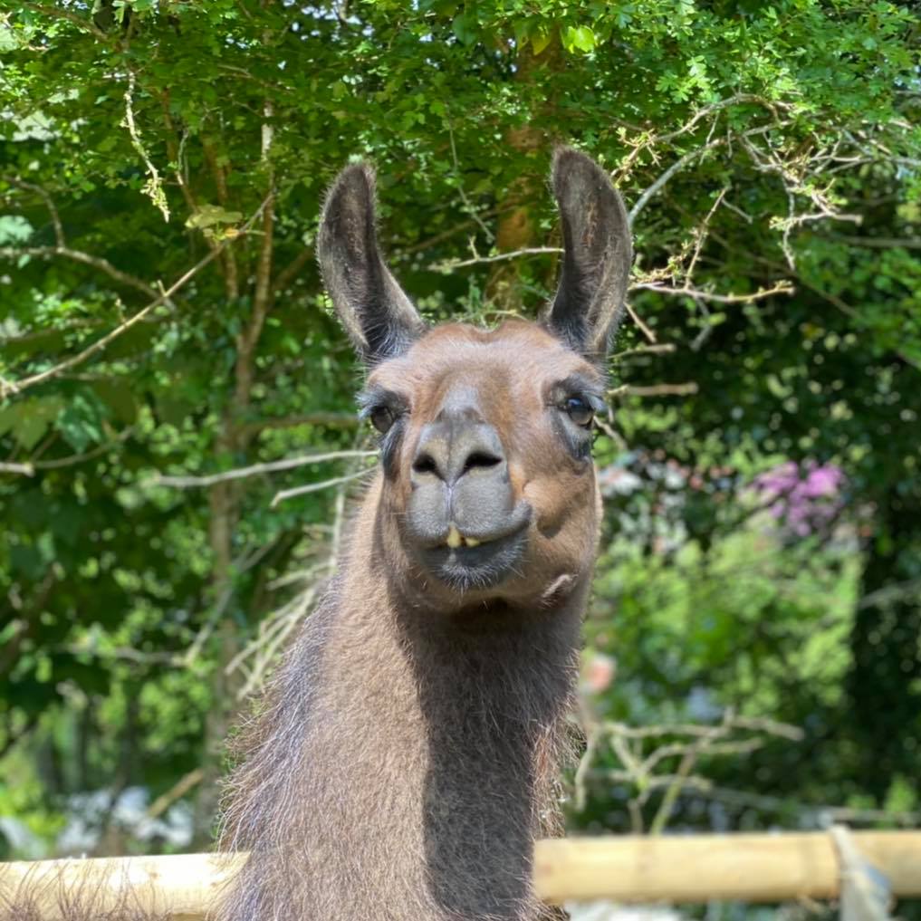 walking with llamas - Pembrokeshire llamas