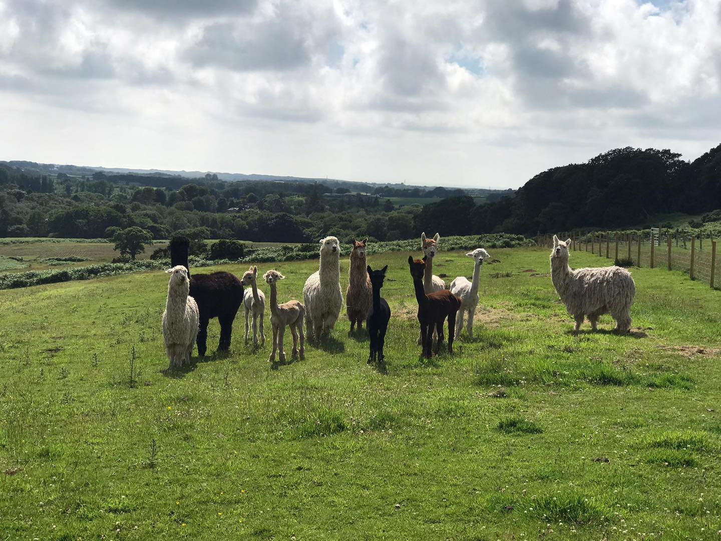 walking with llamas - The Woolly Farm