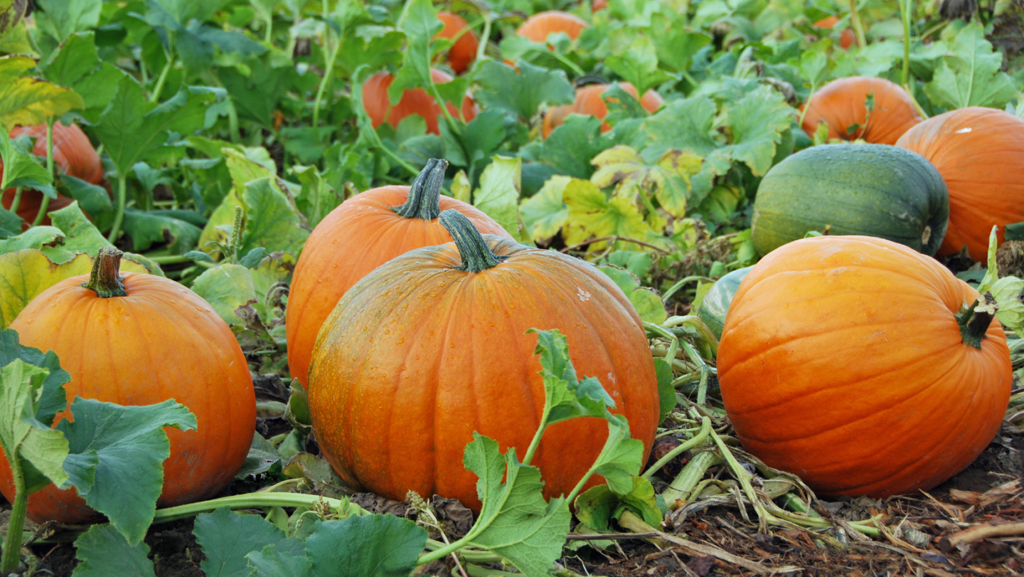 pumpkin picking - Bedfordshire