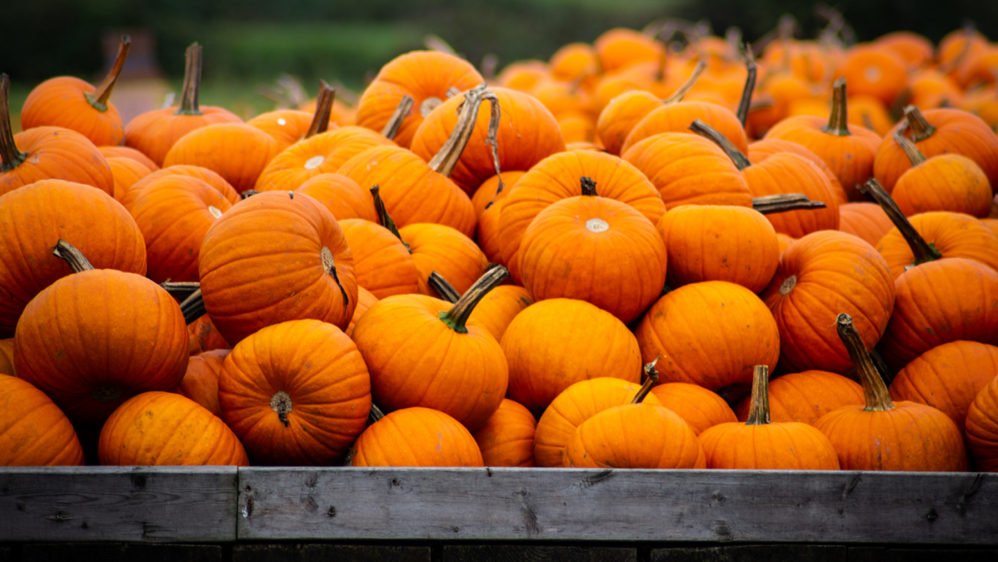 pumpkin picking Dorset