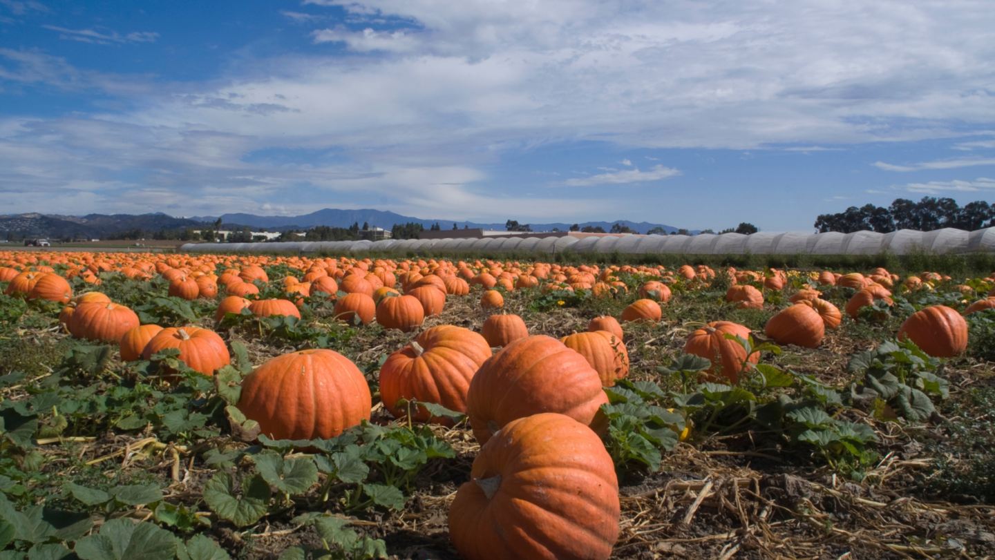 pumpkin patch near me - Herefordshire