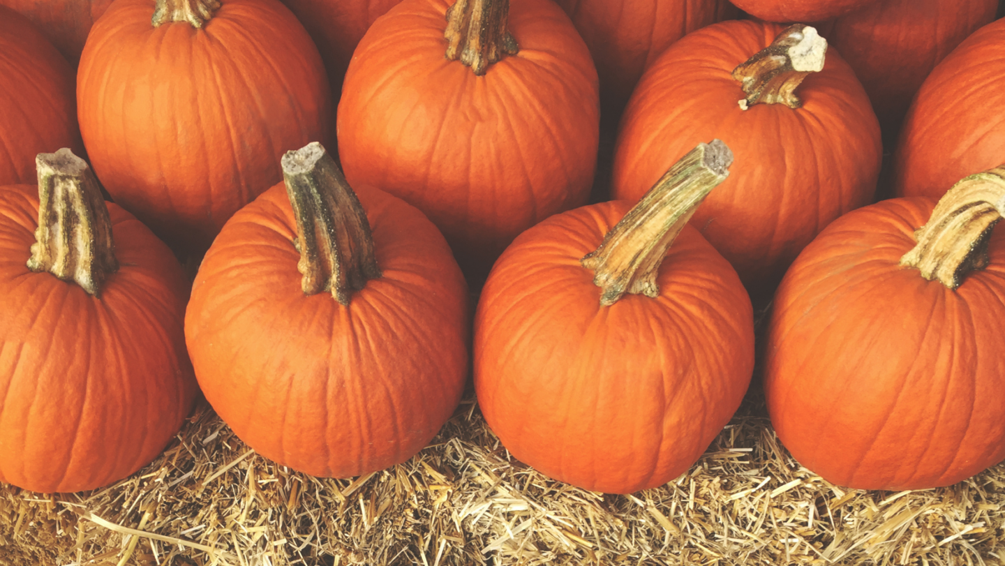 pumpkin picking - Berkshire