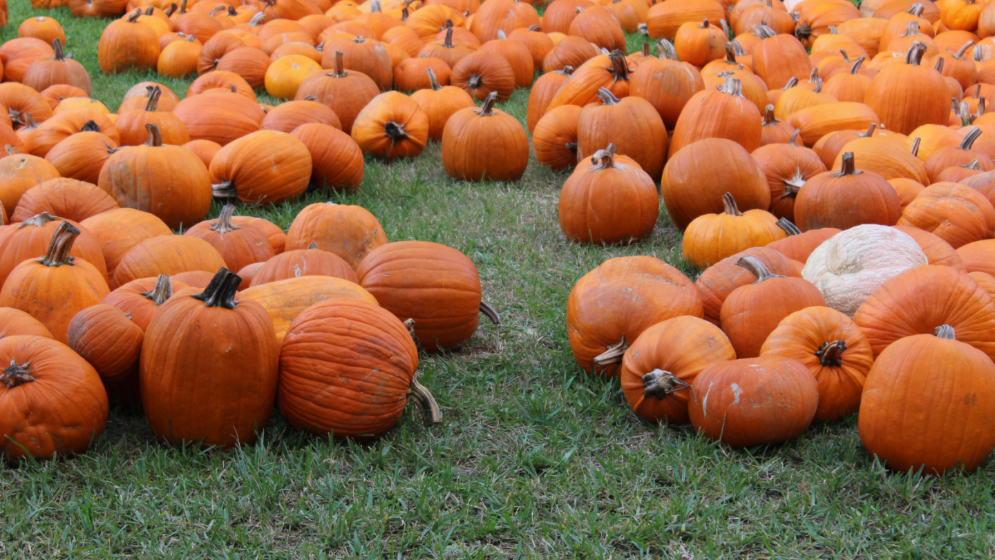 pumpkin picking Leicestershire