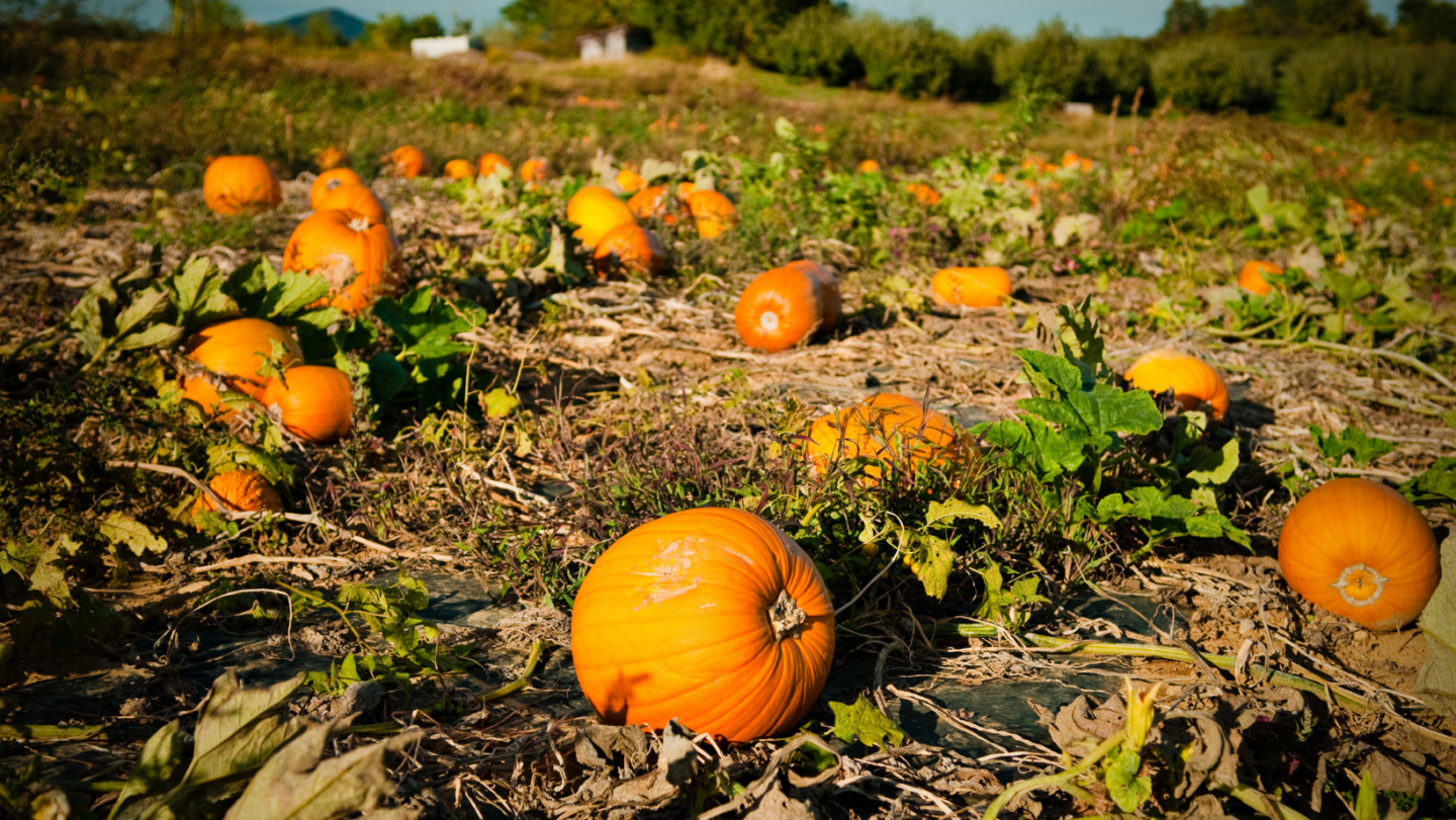 pumpkin picking Norfolk