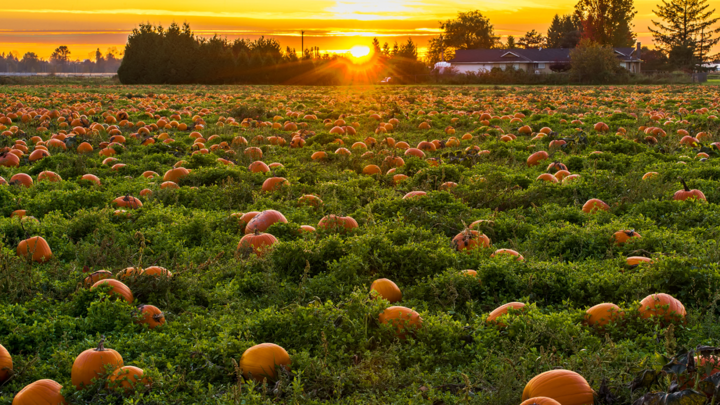 pumpkin picking Buckinghamshire