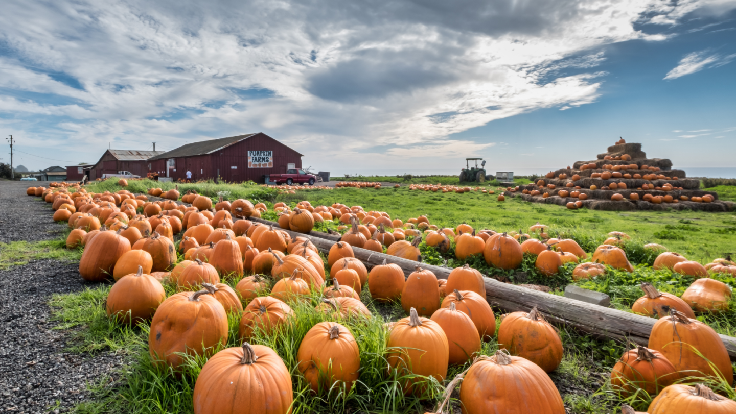 pumpkin picking Cheshire
