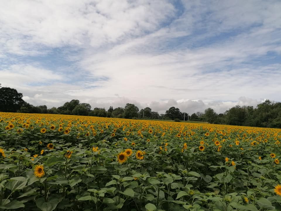 Sunflowers Fields - Kellaways