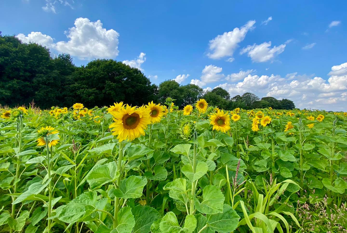 sunflower fields - Kenyon hall farm
