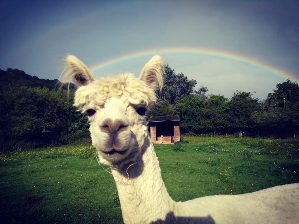 Things to do in Leeds - Meanwood Valley Urban farm