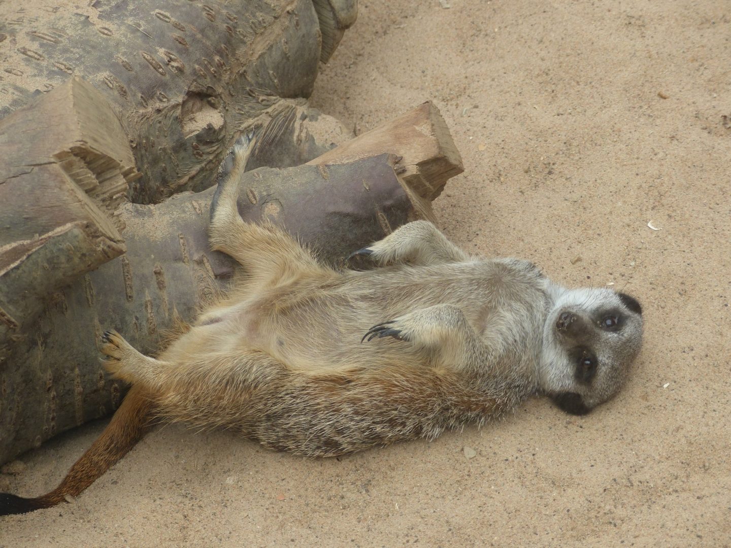 things to do in Leeds Tropical World