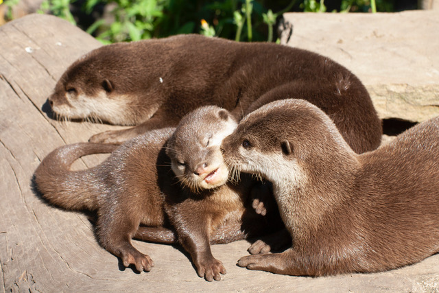 otters at shepreth wildlife park
