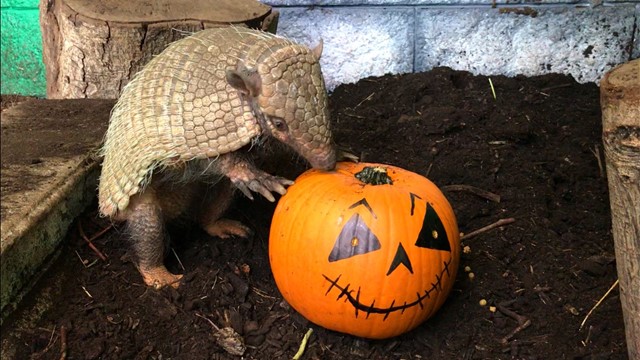 halloween at the zoo