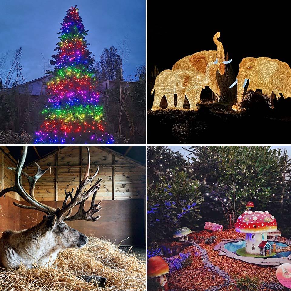 Fabulous Christmas At the Zoo events 2021