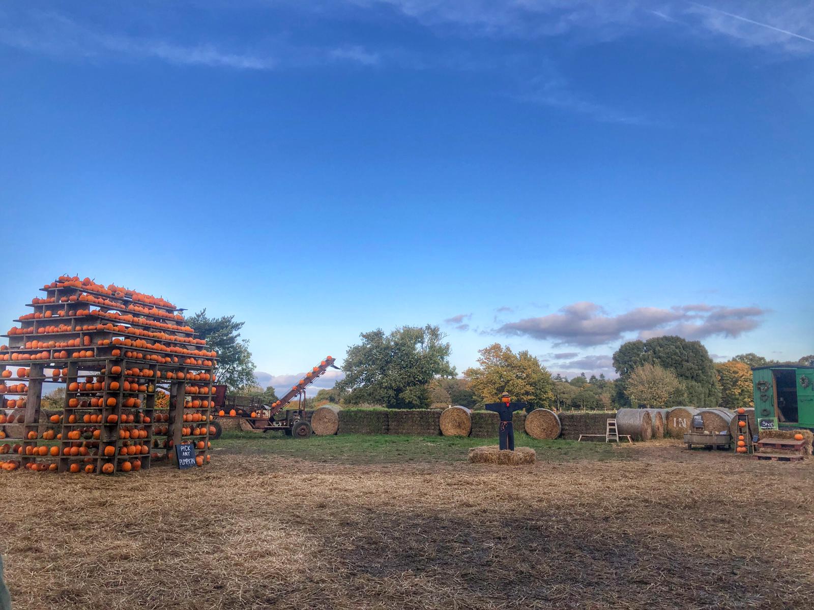 18 Fantastic Pumpkin Patches in Norfolk in 2024