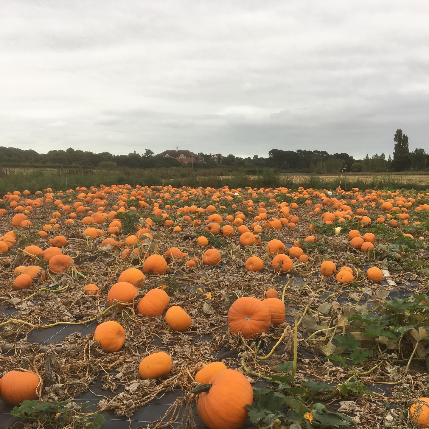 pumpkin picking in Suffolk