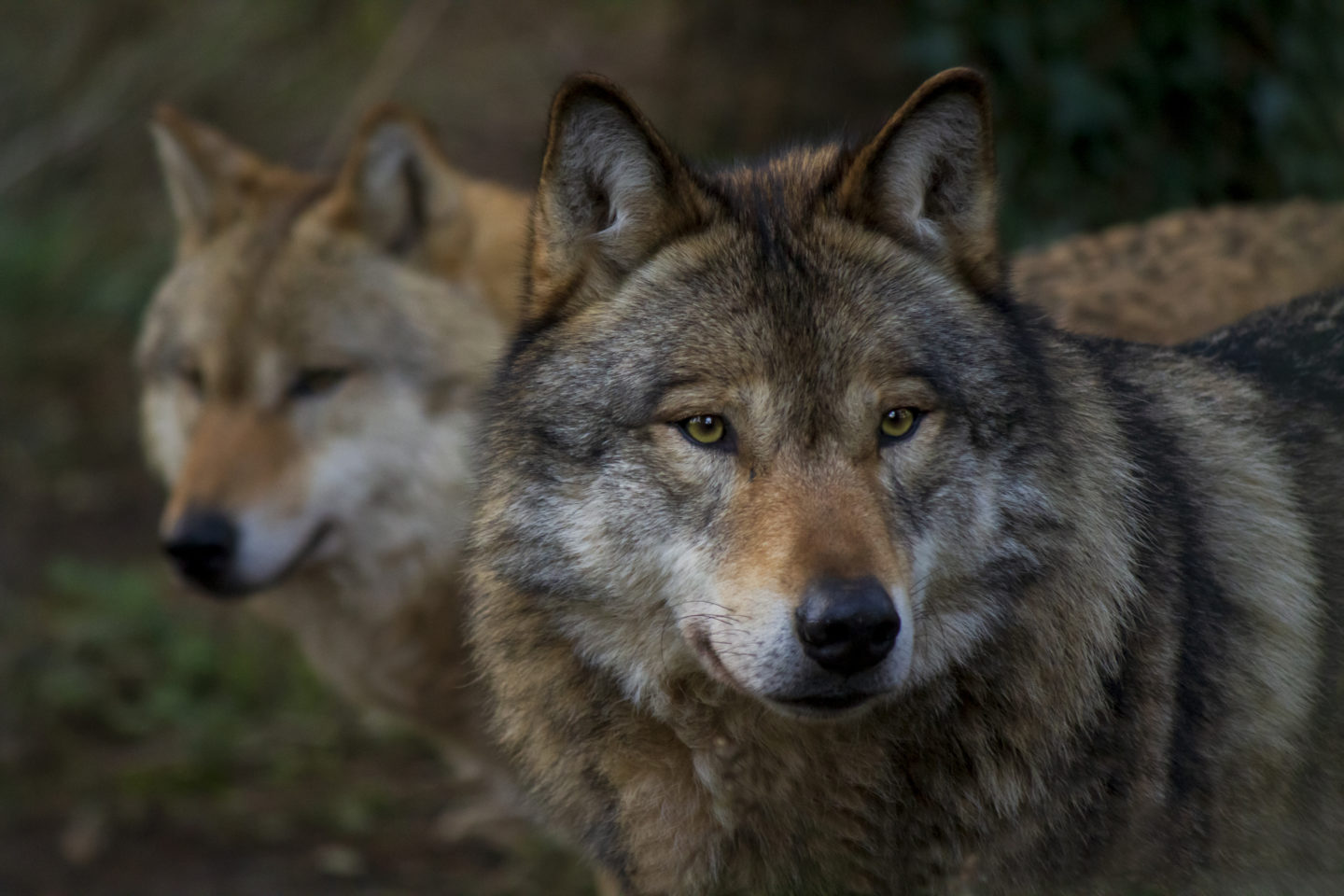 wildwood trust wolves