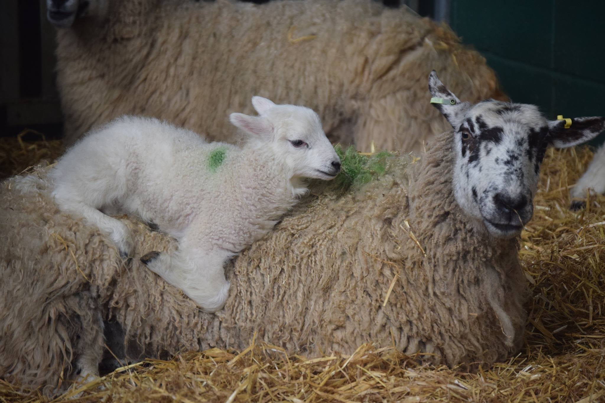 Amazing Lamb Feeding Experiences at Farm Parks 2024