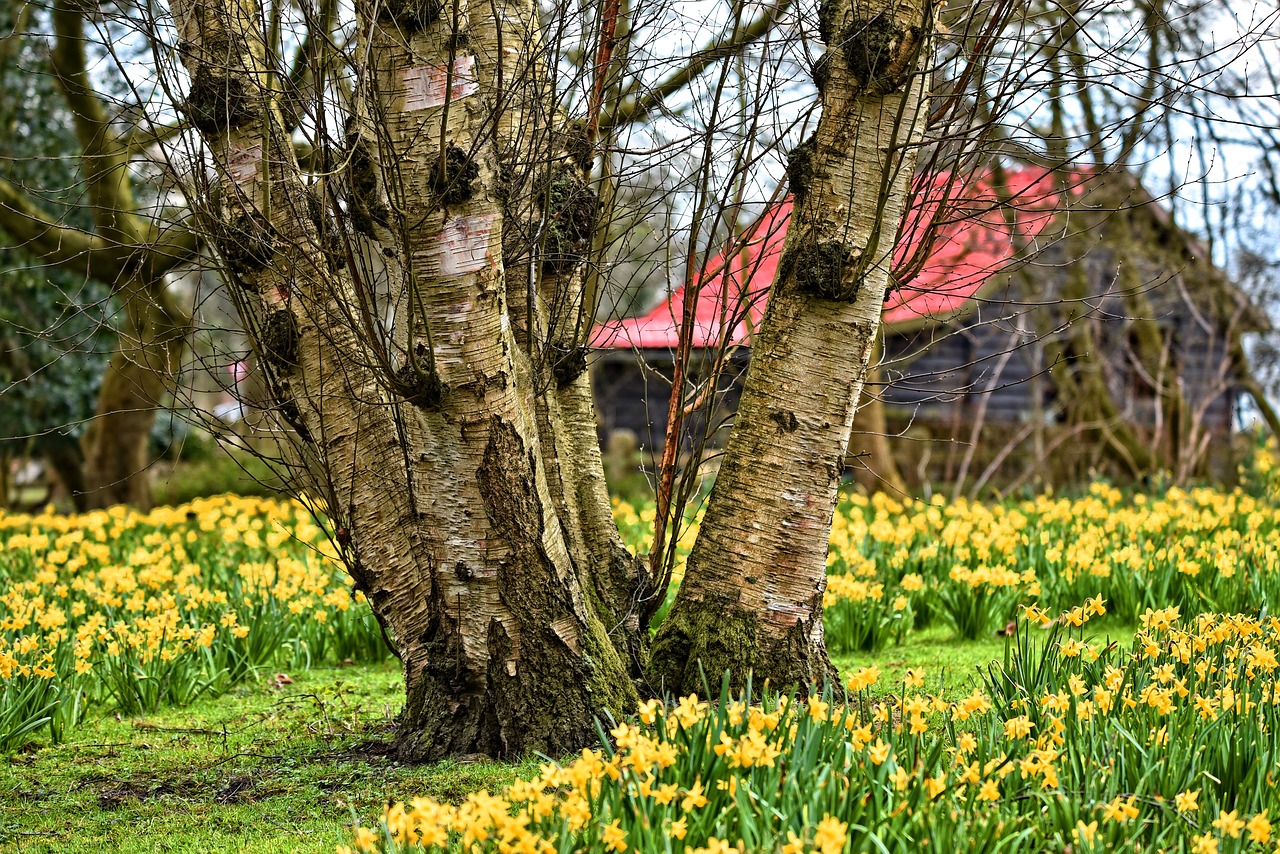 daffodil walks