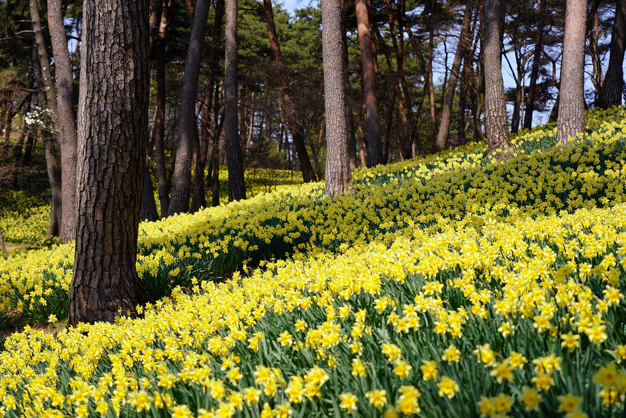 daffodil walk