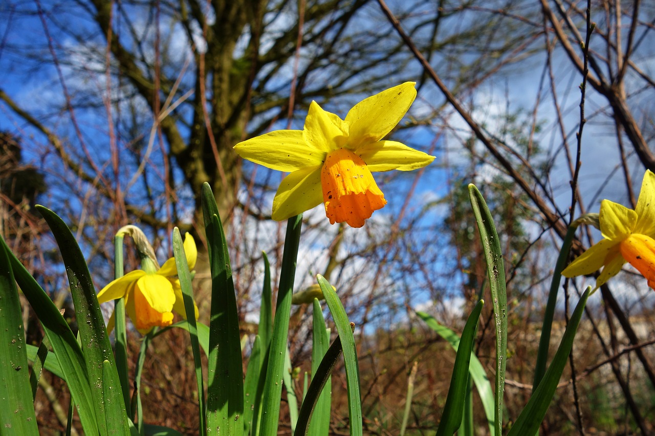 daffodil walk