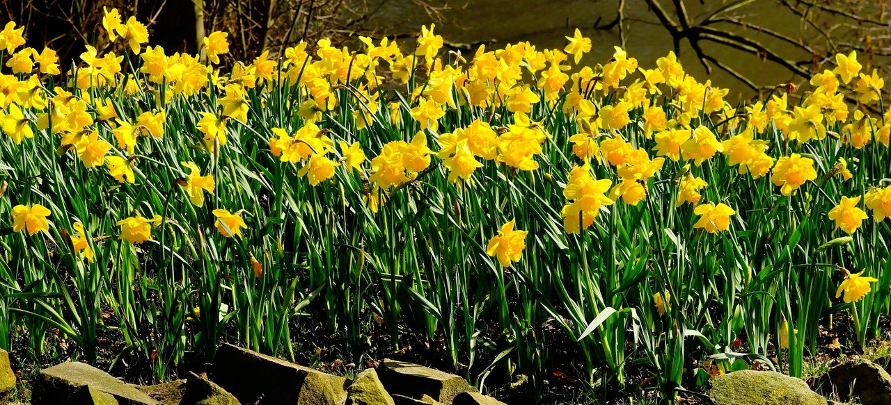 daffodil walk near me