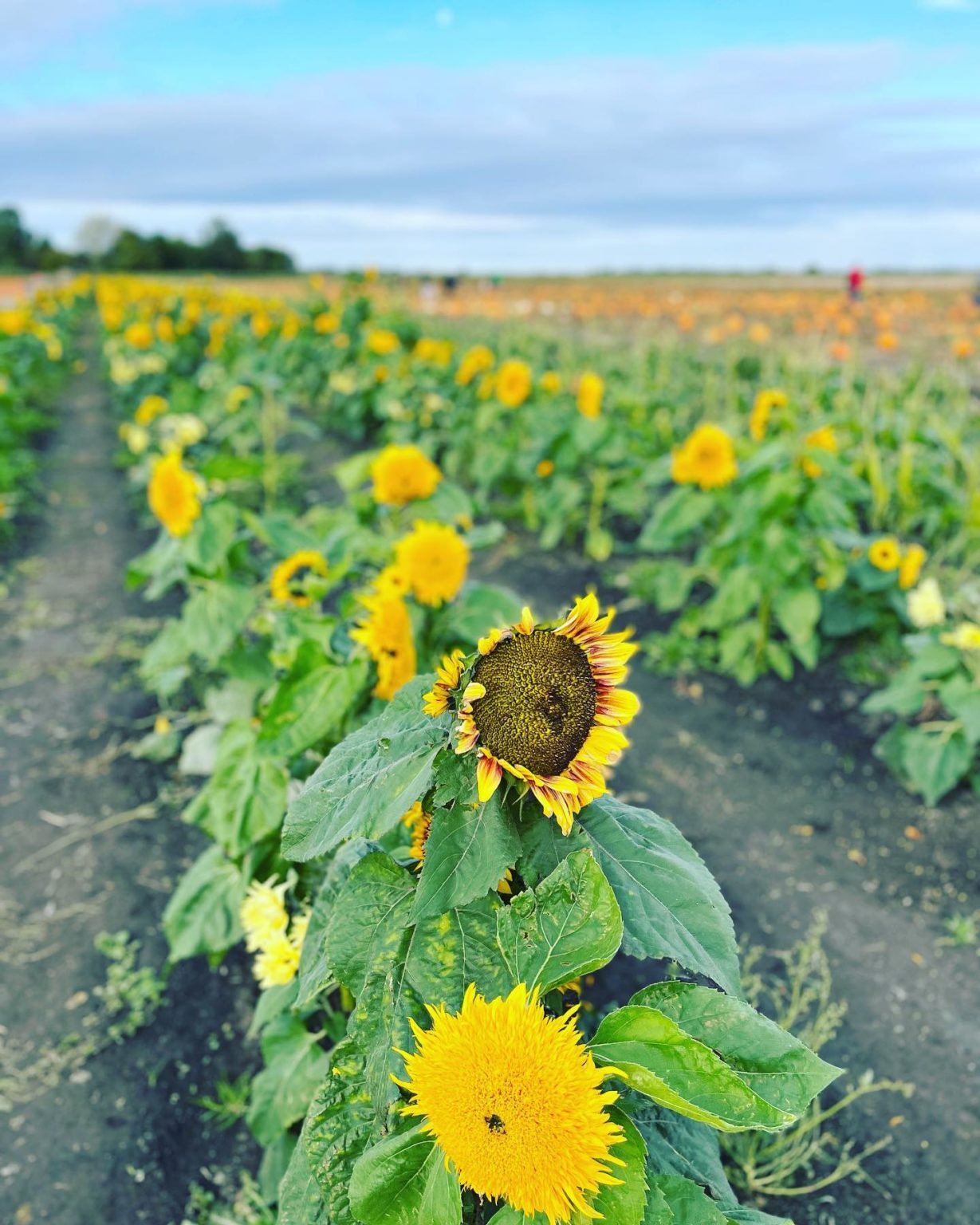 Over 100 Best Sunflower Fields Near Me 2024