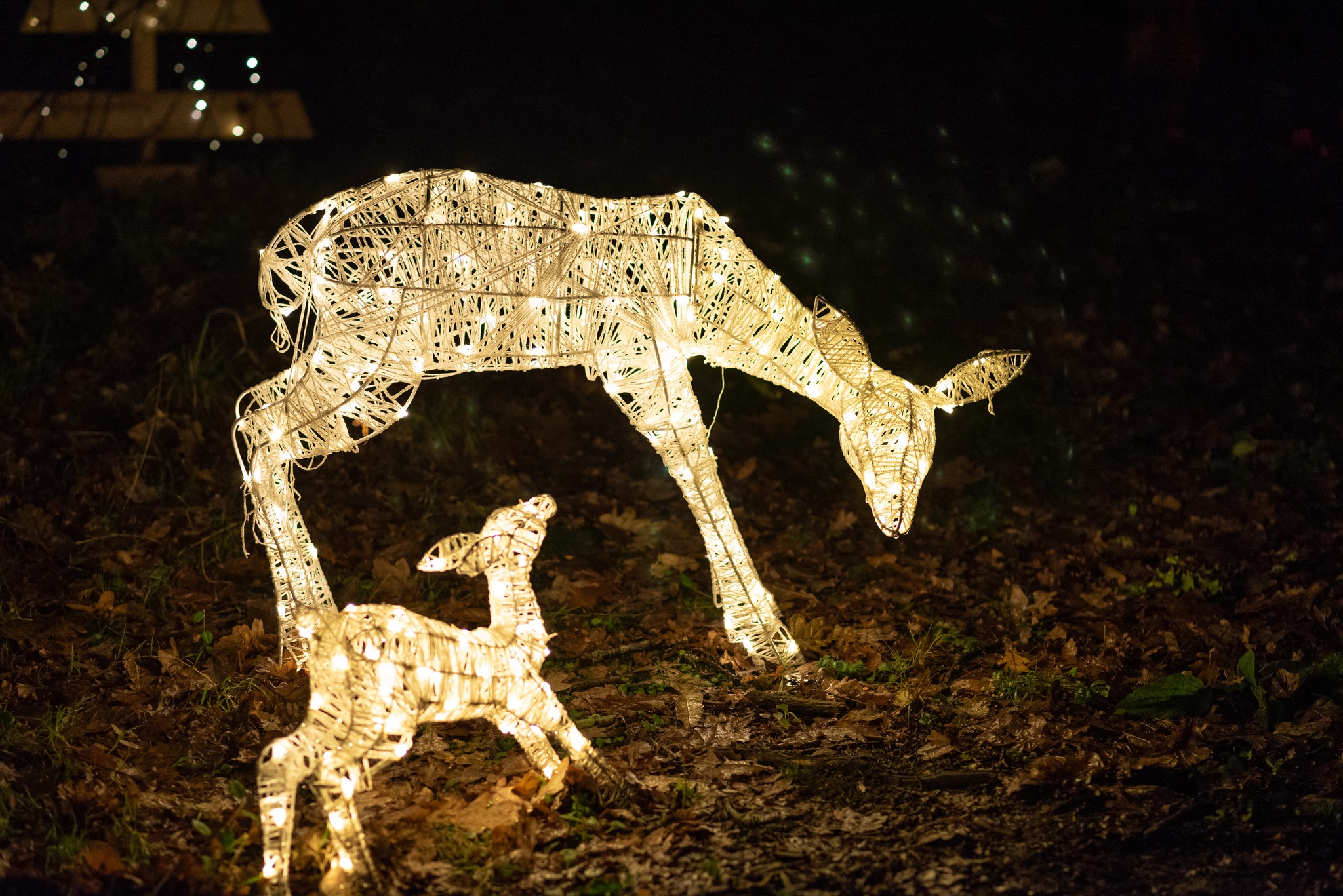 Best Places To See Christmas Lights Norfolk in 2025