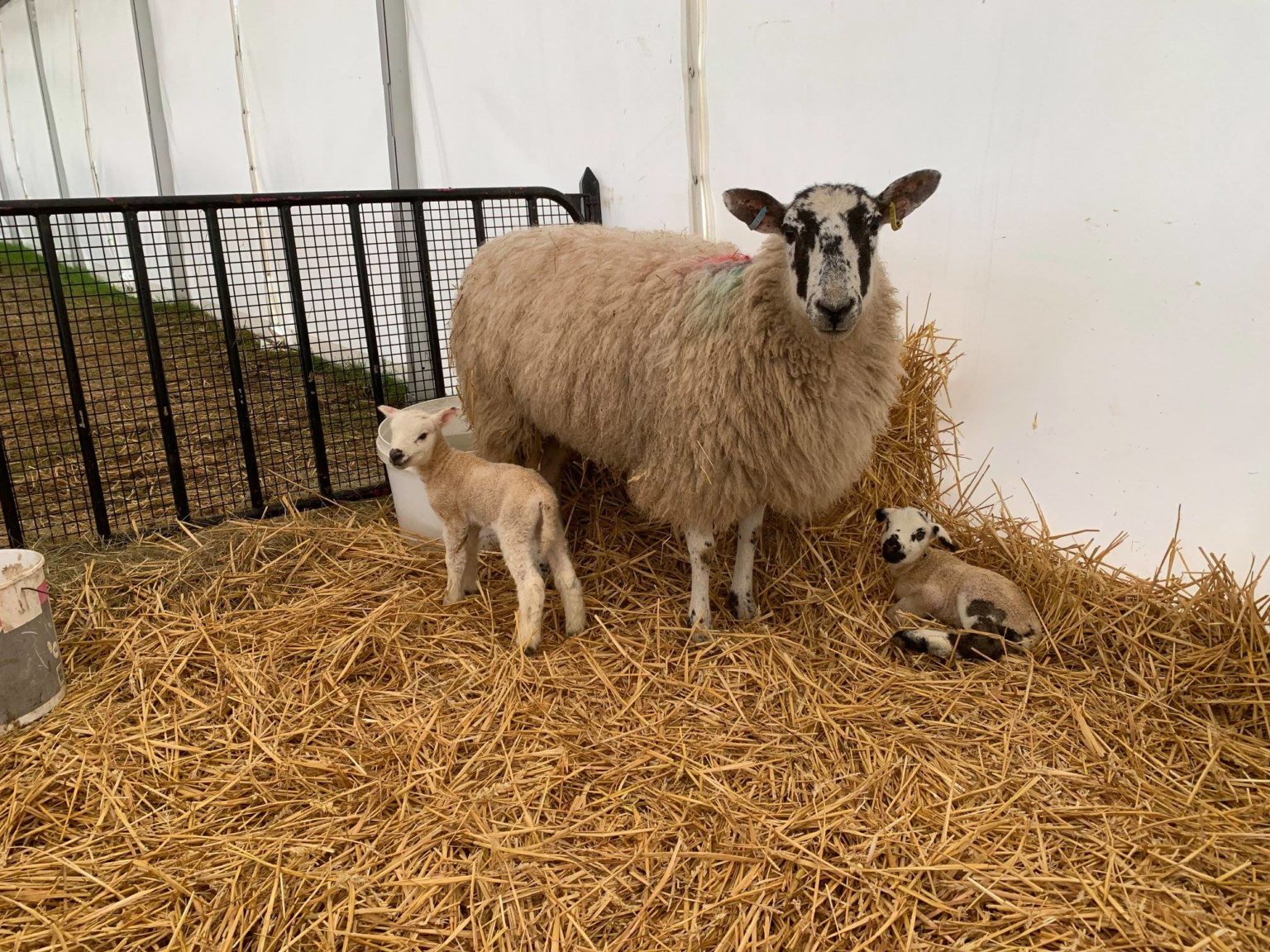 Amazing Lamb Feeding Experiences at Farm Parks 2024