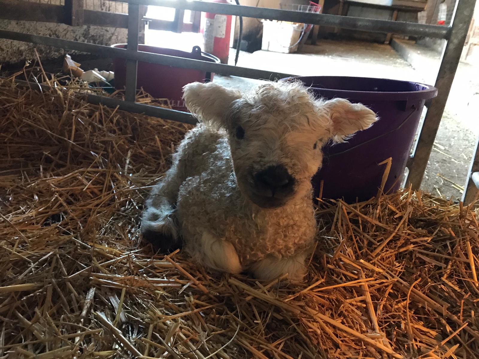 Amazing Lamb Feeding Experiences at Farm Parks 2024