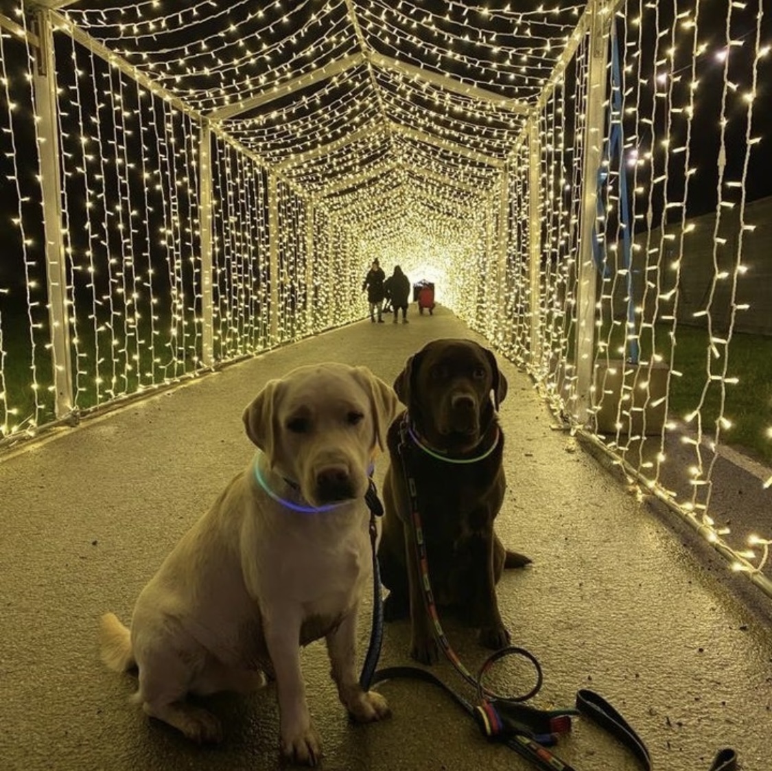 dog friendly christmas light trails
