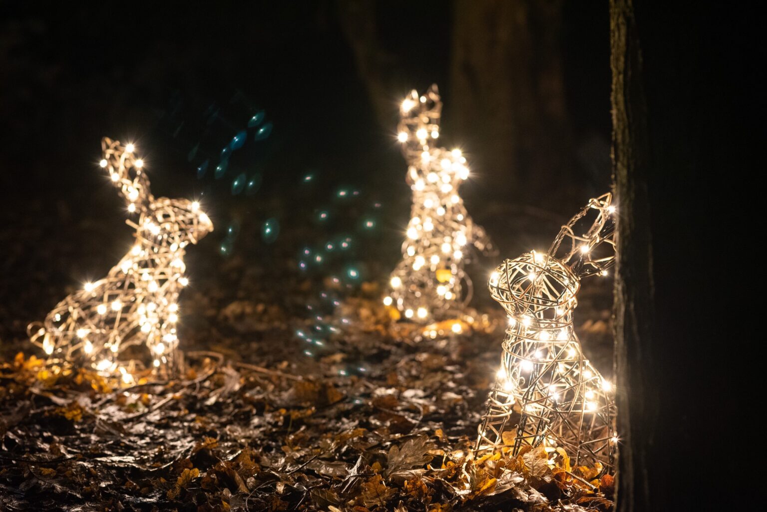 Dog Friendly Christmas Light Trails 2023