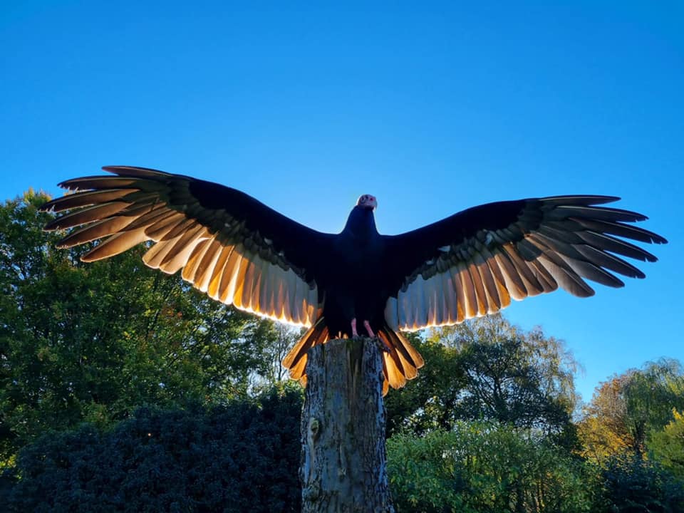 bird of prey experiences